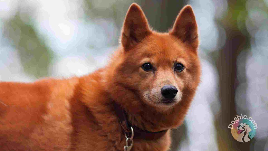 Finnish Spitz
