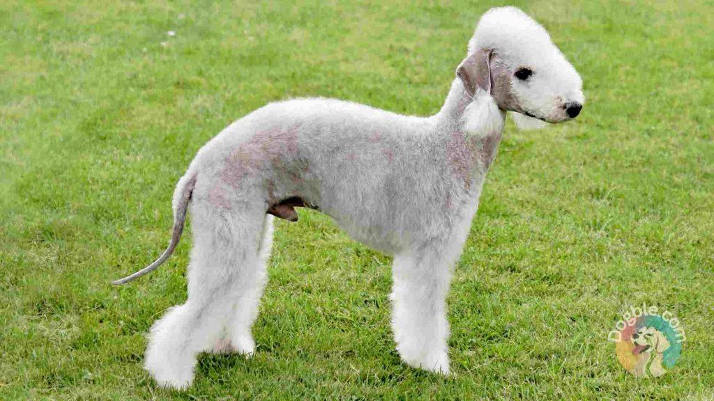 Bedlington Terrier