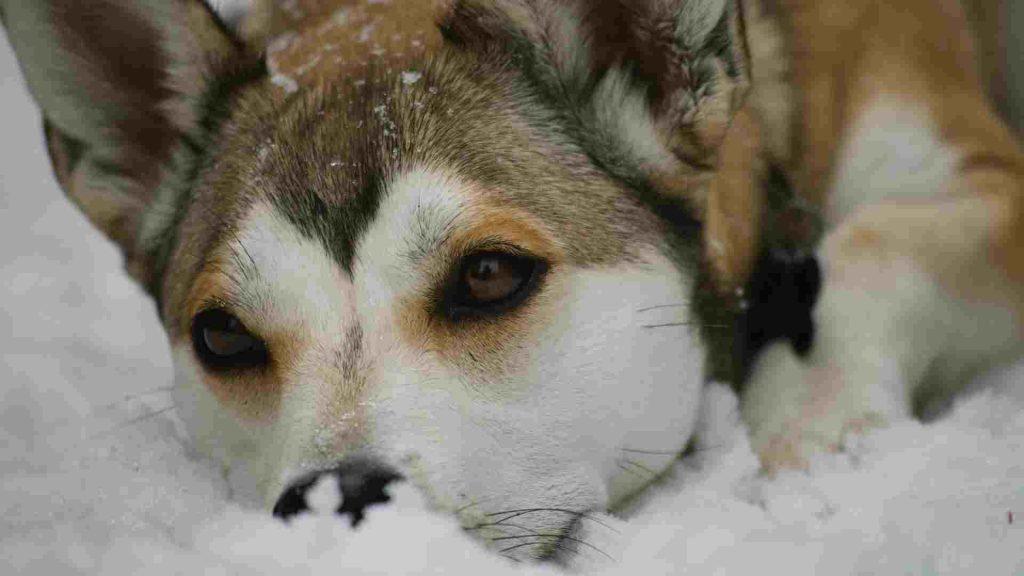 Swedish Vallhund